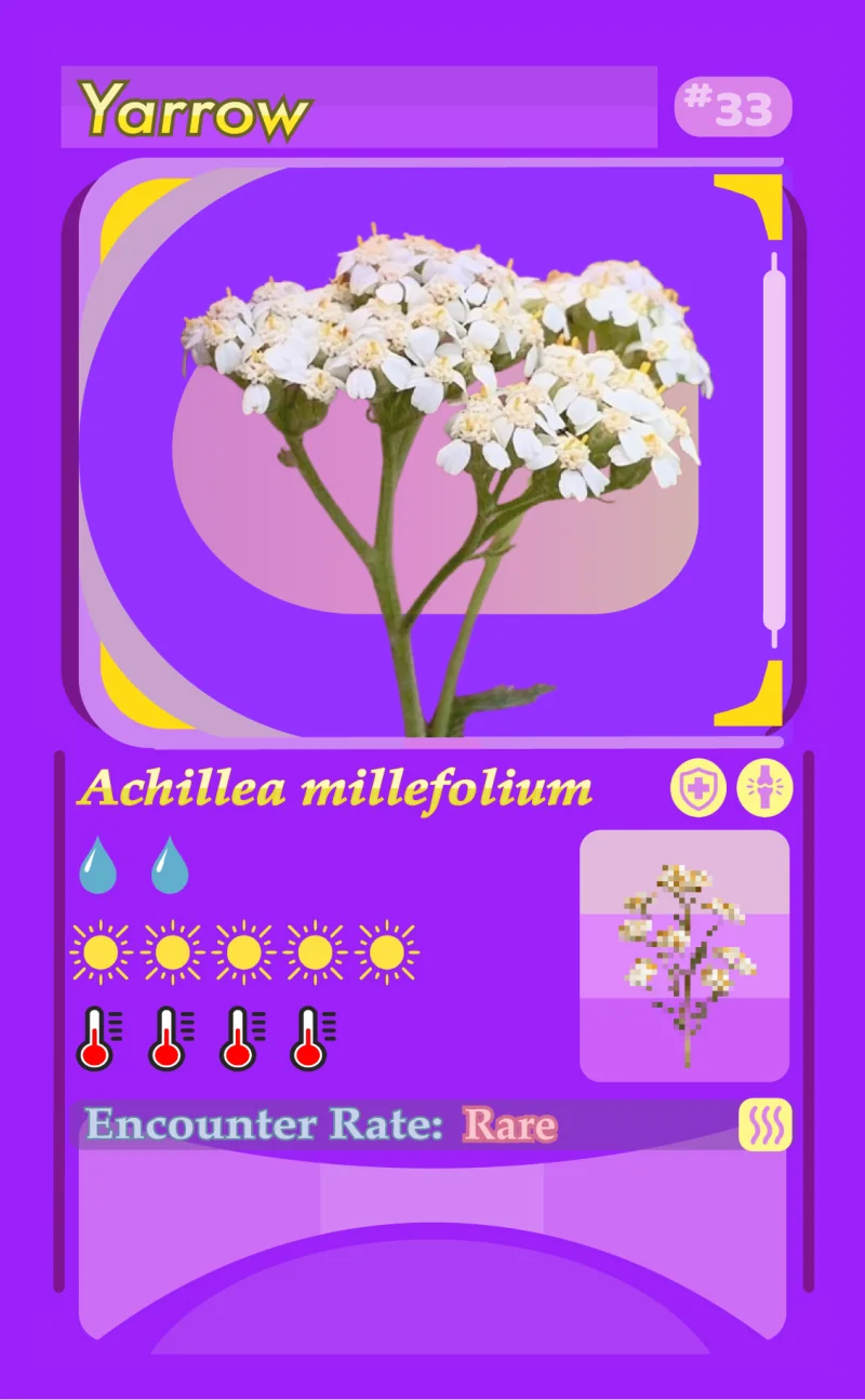 The front of the Yarrow card