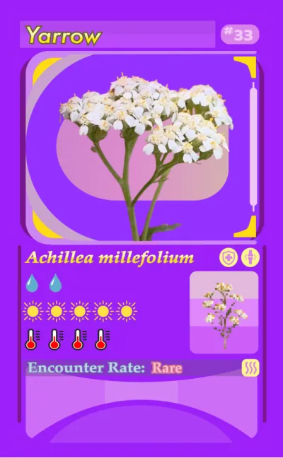 Plantdex card 33: Yarrow (Achillea millefolium)