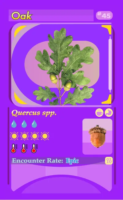 Plantdex card 45: Oak (Quercus spp.)