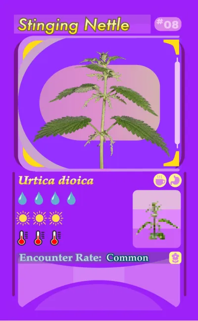 Plantdex card 8: Stinging Nettle (Urtica dioica)