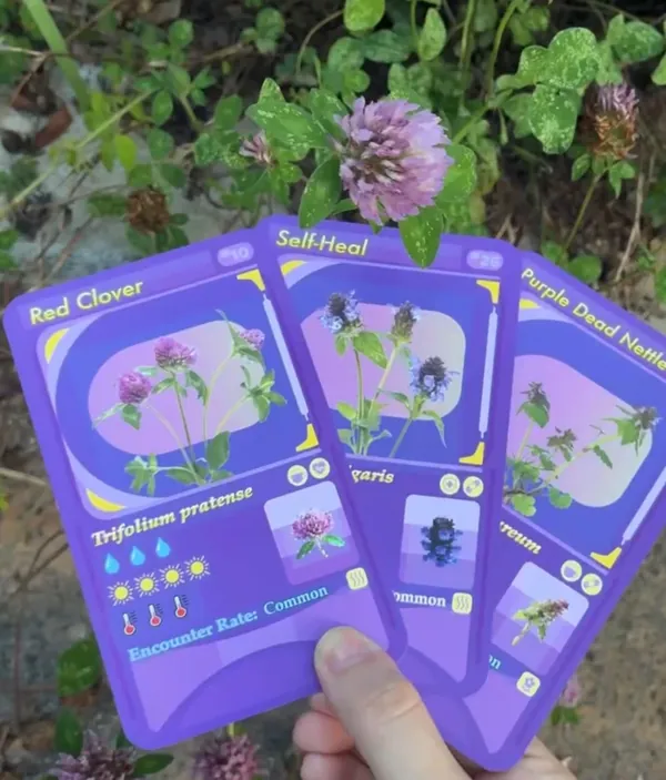 Three cards — Red Clover, Self-Heal and Purple Dead Nettle — held up beside a red clover flower growing in the ground behind them.